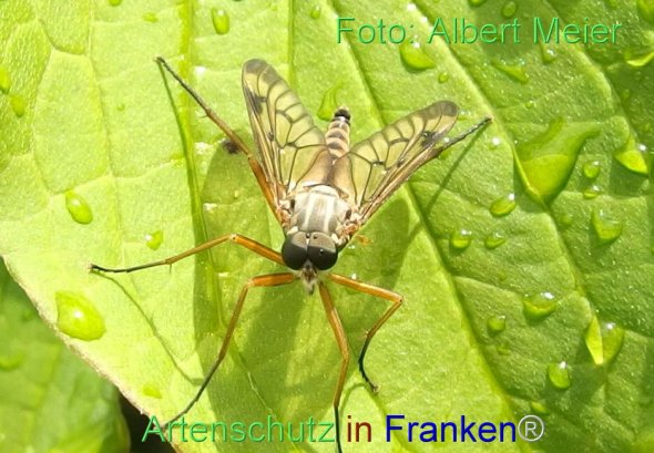 Copyright AiF - Albert Meier Bild zum Eintrag (76929-160)
