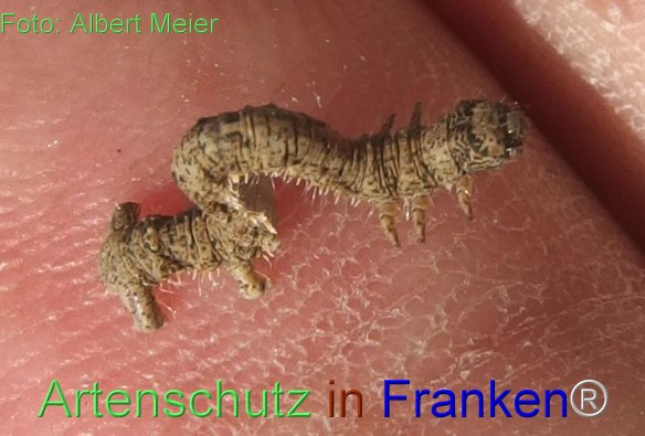 Copyright AiF - Albert Meier Bild zum Eintrag (76932-160)