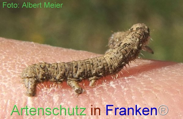 Copyright AiF - Albert Meier Bild zum Eintrag (76933-160)