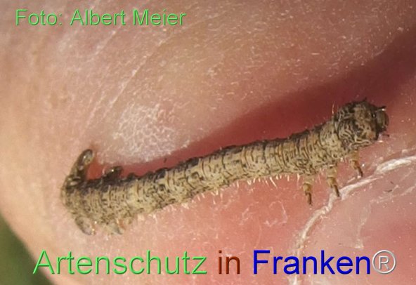 Copyright AiF - Albert Meier Bild zum Eintrag (76934-160)