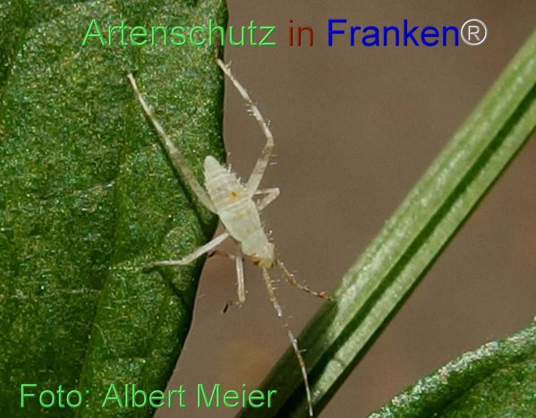 Copyright AiF - Albert Meier Bild zum Eintrag (76943-160)
