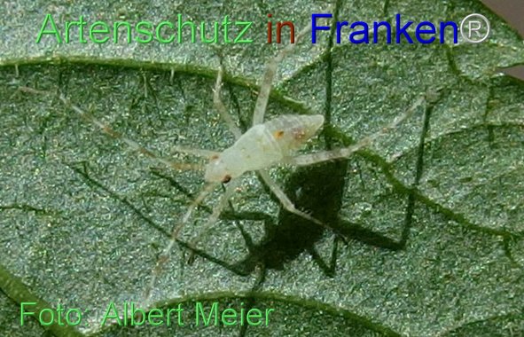 Copyright AiF - Albert Meier Bild zum Eintrag (76944-160)