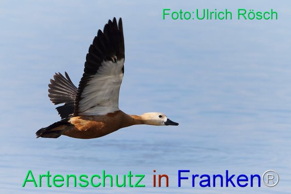 Copyright AiF Ulrich Rösch Bild zum Eintrag (76972-160)