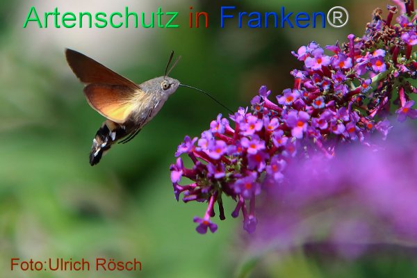 Copyright AiF Ulrich Rösch Bild zum Eintrag (77043-160)