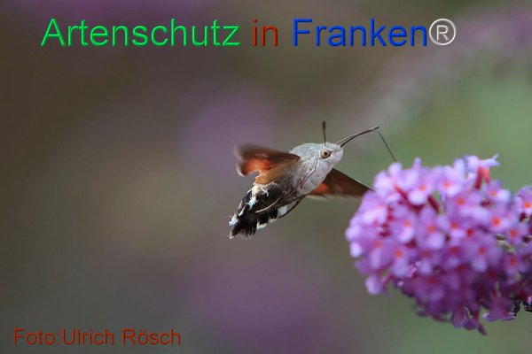 Copyright AiF Ulrich Rösch Bild zum Eintrag (77044-160)
