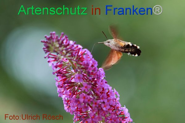 Copyright AiF Ulrich Rösch Bild zum Eintrag (77045-160)