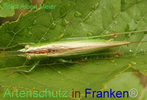 Copyright AiF - Albert Meier Bild zum Eintrag (77050-160)