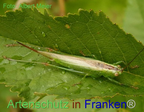 Copyright AiF - Albert Meier Bild zum Eintrag (77051-160)