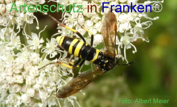 Bild zum Eintrag (77055-160)