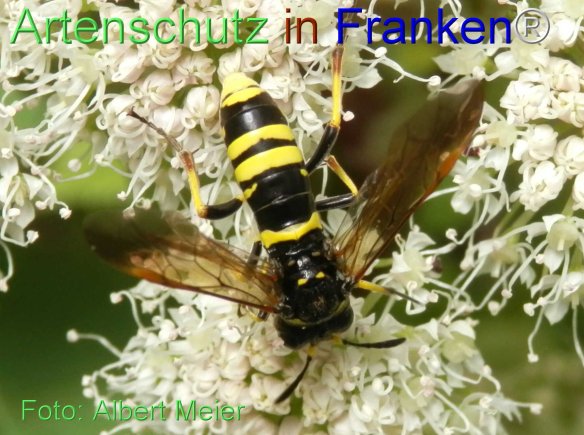 Bild zum Eintrag (77056-160)