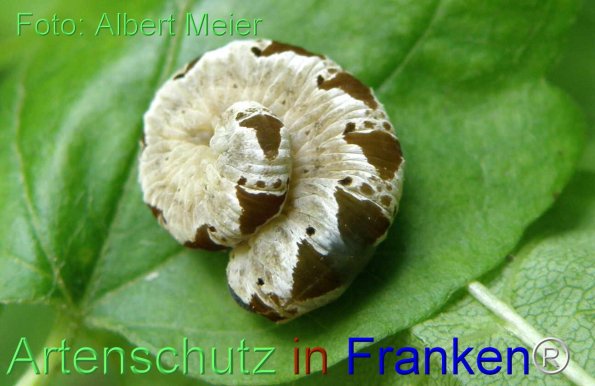 Bild zum Eintrag (77058-160)