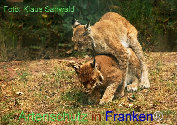 Copyright AiF Klaus Sanwald Bild zum Eintrag (77103-160)