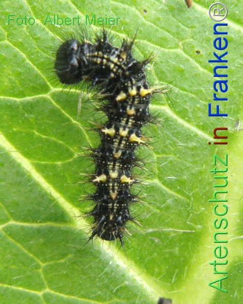 Copyright AiF - Albert Meier Bild zum Eintrag (77126-160)