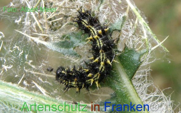 Copyright AiF - Albert Meier Bild zum Eintrag (77128-160)