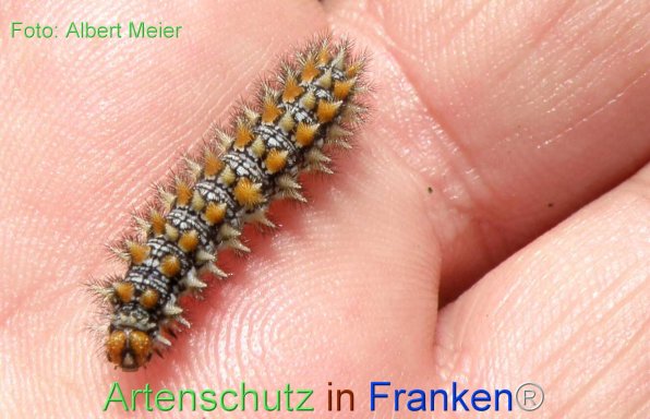 Copyright AiF - Albert Meier Bild zum Eintrag (77130-160)