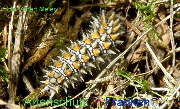 Copyright AiF - Albert Meier Bild zum Eintrag (77131-160)