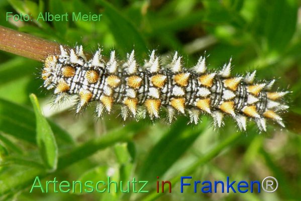 Copyright AiF - Albert Meier Bild zum Eintrag (77132-160)