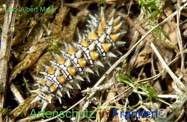 Copyright AiF - Albert Meier Bild zum Eintrag (77133-160)