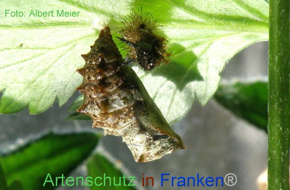 Copyright AiF - Albert Meier Bild zum Eintrag (77135-160)