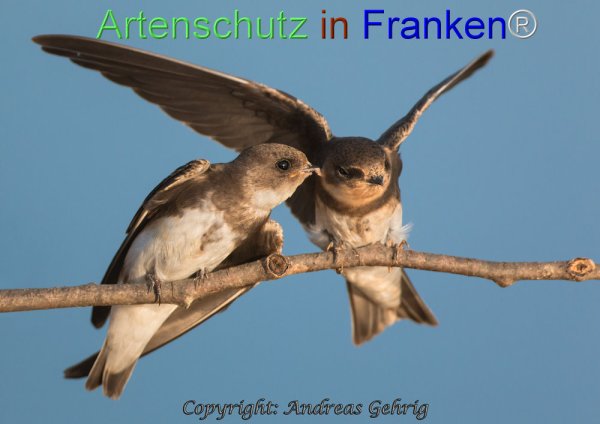Copyright AiF Andreas Gehrig Bild zum Eintrag (77162-160)