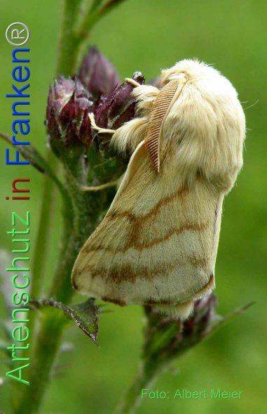 Copyright AiF - Albert Meier Bild zum Eintrag (77174-160)