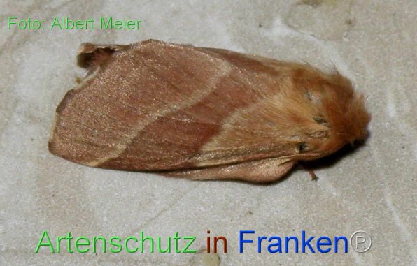 Copyright AiF - Albert Meier Bild zum Eintrag (77176-160)