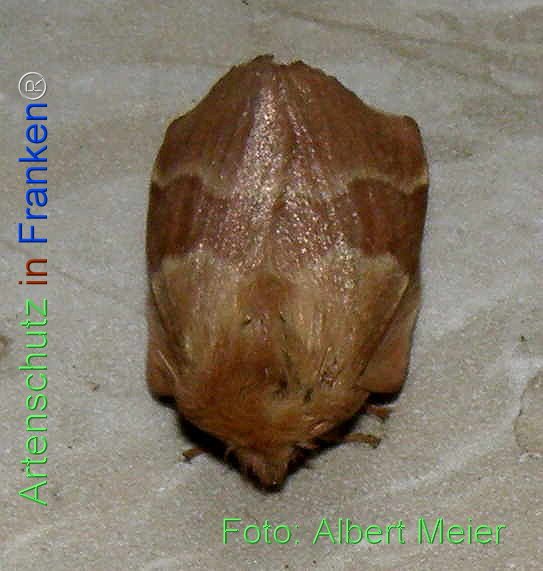 Copyright AiF - Albert Meier Bild zum Eintrag (77178-160)