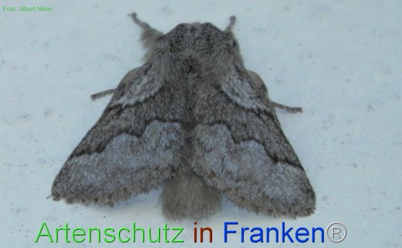 Copyright AiF - Albert Meier Bild zum Eintrag (77182-160)