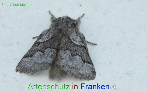 Copyright AiF - Albert Meier Bild zum Eintrag (77184-160)