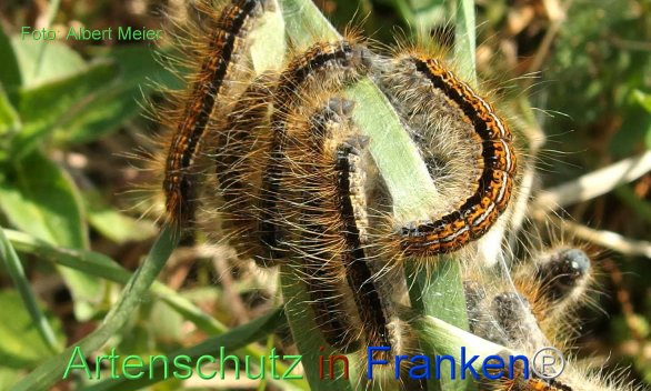 Copyright AiF - Albert Meier Bild zum Eintrag (77201-160)