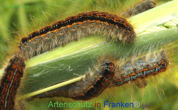 Copyright AiF - Albert Meier Bild zum Eintrag (77202-160)