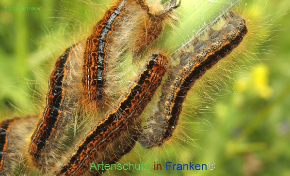 Copyright AiF - Albert Meier Bild zum Eintrag (77203-160)