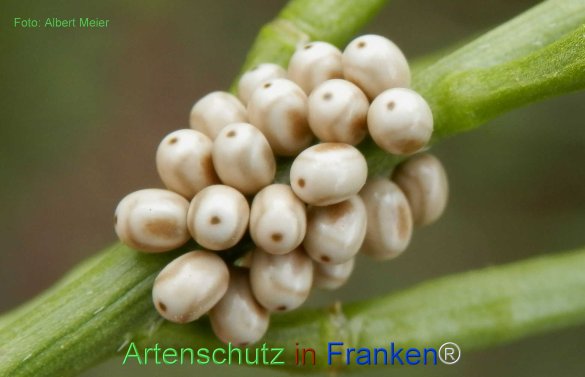 Copyright AiF - Albert Meier Bild zum Eintrag (77205-160)