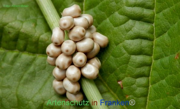 Copyright AiF - Albert Meier Bild zum Eintrag (77206-160)