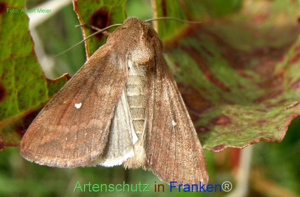 Bild zum Eintrag (77208-160)