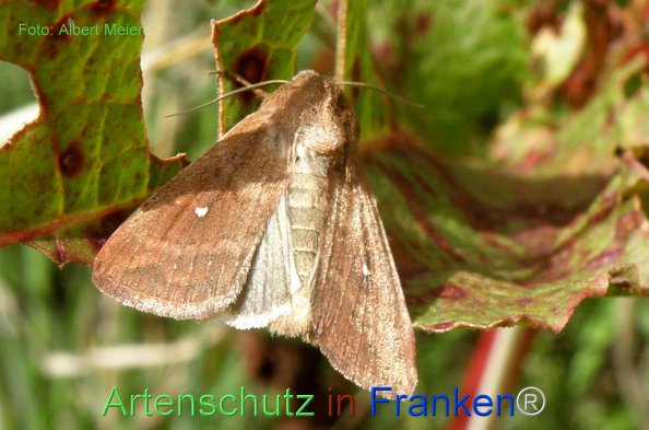 Bild zum Eintrag (77209-160)