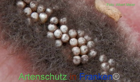 Bild zum Eintrag (77211-160)