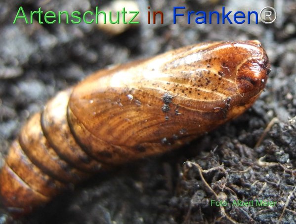 Copyright AiF - Albert Meier Bild zum Eintrag (77214-160)
