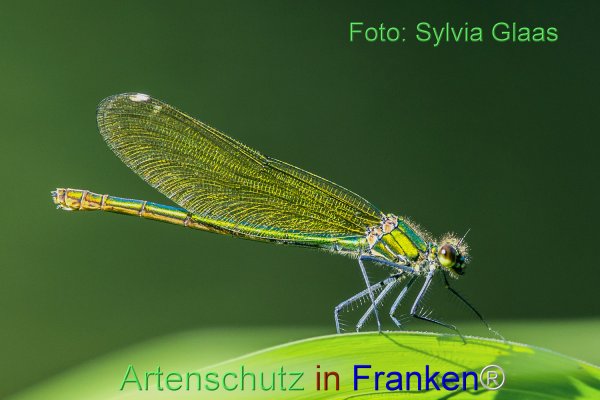 Copyright AiF Sylvia Glaas Bild zum Eintrag (77258-160)