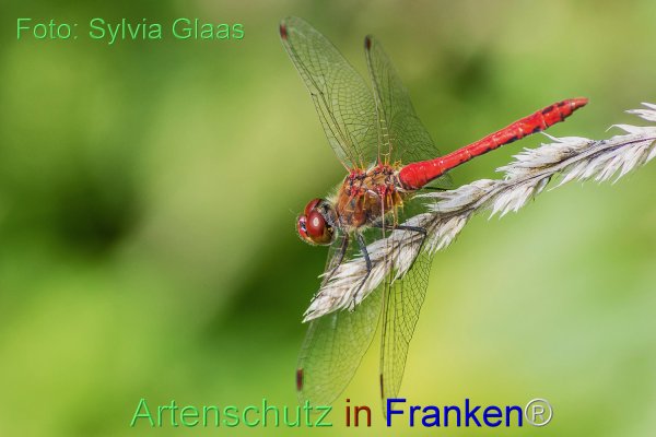 Copyright AiF Sylvia Glaas Bild zum Eintrag (77259-160)