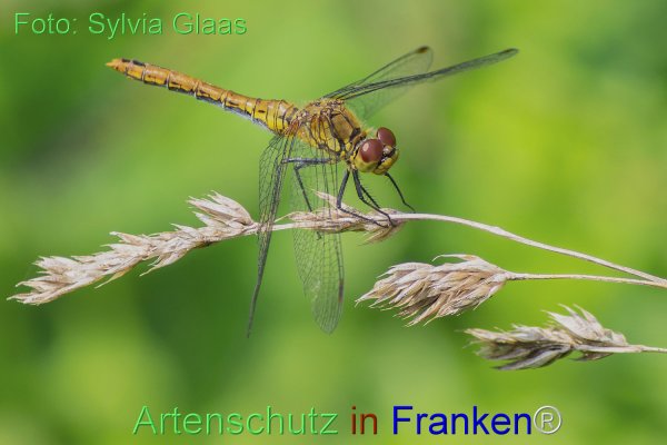 Copyright AiF - Sylvia Glaas Bild zum Eintrag (77260-160)