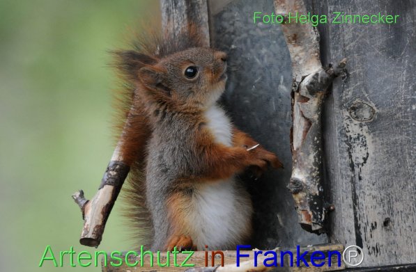 Copyright AiF - Helga Zinnecker Bild zum Eintrag (77311-160)
