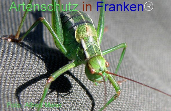 Copyright AiF - Albert Meier Bild zum Eintrag (77325-160)