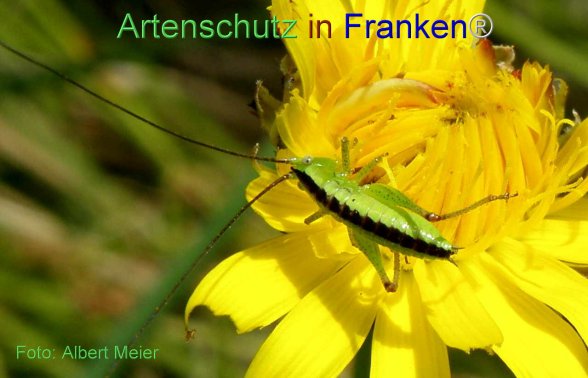 Copyright AiF - Albert Meier Bild zum Eintrag (77330-160)