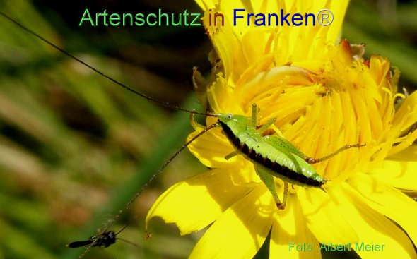 Copyright AiF - Albert Meier Bild zum Eintrag (77331-160)