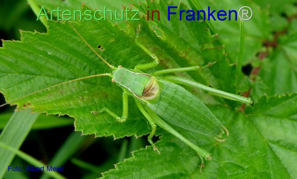 Copyright AiF - Albert Meier Bild zum Eintrag (77335-160)
