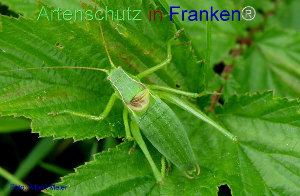 Copyright AiF - Albert Meier Bild zum Eintrag (77336-160)