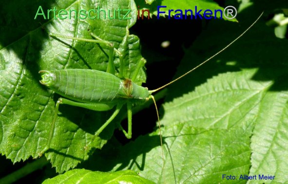 Copyright AiF - Albert Meier Bild zum Eintrag (77337-160)