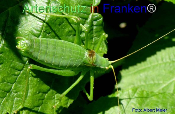 Copyright AiF - Albert Meier Bild zum Eintrag (77338-160)