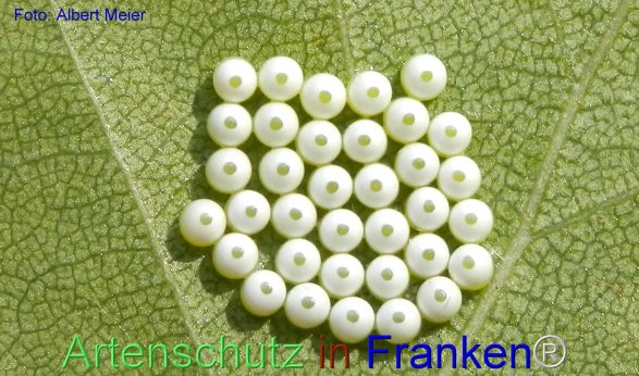 Copyright AiF - Albert Meier Bild zum Eintrag (77340-160)
